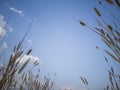 Grassland, white cloud and blue sky. Royalty Free Stock Photo