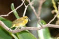 Grassland Yellow Finch with feather in beak Royalty Free Stock Photo