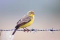 Grassland Yellow-Finch Sicalis luteola perched on a barbed wire Royalty Free Stock Photo