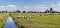 Grasslands filled with sheep in Holland Royalty Free Stock Photo