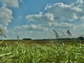 Grasslands and Flatlands of Norfolk England