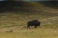 Grasslands National Park Bison