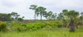 Grasslands of Southern Florida Royalty Free Stock Photo