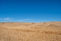 Grasslands in Western Cape farmlands