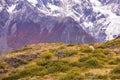 Grasslandscape in front of the massive mountains of the Torres del Paine range in southern Chile