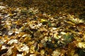 Grassplot covered with yellow and brown maple leaves