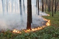 Grassroots fire in a pine forest