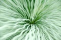 Grasstree, Blackboy or Xanthorrhoea leaf close up