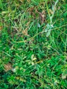 Grassy background. `Galium triflorum Michx`. Royalty Free Stock Photo