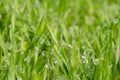 grassy background morning dew nature beauty Royalty Free Stock Photo