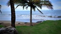 Grassy beach with palm trees during an evening at Dorado, Puerto Rico.