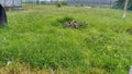 Grassy at beloved hometown..snake inside the grassy field