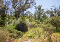 Grassy Bushland Royalty Free Stock Photo