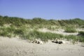 Grassy dune landscape with sheep and lambs on Sylt island Royalty Free Stock Photo