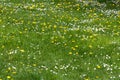 Grassy field background Royalty Free Stock Photo