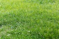 Spring grassy Field Royalty Free Stock Photo