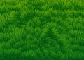 Grassy Field background-Vector Illustration Royalty Free Stock Photo