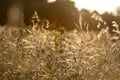 Grassy Field Bathed in Golden Afternoon Sunlight