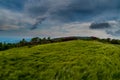 Grassy Field Blowing in the Wind with Rhododendron Royalty Free Stock Photo