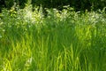 Grassy field in bright sunlight Royalty Free Stock Photo