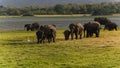 Grassy field with elephants walking around near a lake Royalty Free Stock Photo