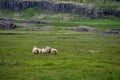Grassy field with five sheep standing in the distance