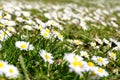 A grassy field full of daisies (bellis perennis) Royalty Free Stock Photo