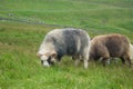 Grassy field with grazing Gotland sheep in it