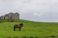 Grassy field with a horse standing in the distance under a cloudy sky Royalty Free Stock Photo