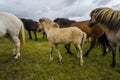 Grassy field with horses walking around under a cloudy sky Royalty Free Stock Photo