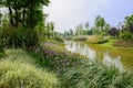 Grassy and flowering waterside in sunny spring Royalty Free Stock Photo