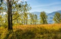 Grassy glade in forest on hillside at sunrise Royalty Free Stock Photo