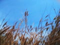 Grassy grass along the dry trail and sky background.