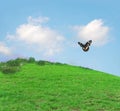 Grassy Hill With Butterfly