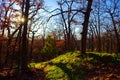 Grassy Hill in the Forest Royalty Free Stock Photo