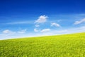 Grassy hill in the rays of the sun under a blue sky. Royalty Free Stock Photo