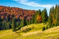 Grassy hillside with mixed forest in autumn Royalty Free Stock Photo