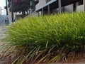 Grassy knoll on a summer afternoon Royalty Free Stock Photo