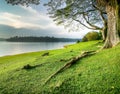 Grassy lakeshore under large trees Royalty Free Stock Photo