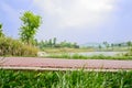 Grassy lakeside red-painted path in sunny spring Royalty Free Stock Photo
