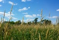 Grassy land with ripe yellow ears, green trees on the horizon under blue sky and white clouds. Summer landscape Ontario Royalty Free Stock Photo