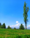 Grassy landscape and blue sky background