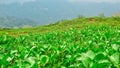 Mountain full of grass landscape