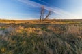 Grassy landscape with withered tree Royalty Free Stock Photo