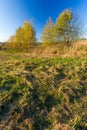 Grassy landscape with withered tree Royalty Free Stock Photo