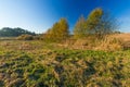 Grassy landscape with withered tree Royalty Free Stock Photo