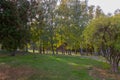 A grassy lawn in a park near a path with tuy and birch trees