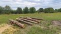 On a grassy lawn surrounded by deciduous trees, a small stack of pine logs was stacked for further transportation for industrial p Royalty Free Stock Photo