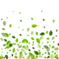 Grassy Leaf Organic Vector Border. Abstract