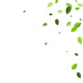 Grassy Leaf Realistic Vector Backdrop. Ecology